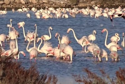 Flamingos Ria Formosa Salinas