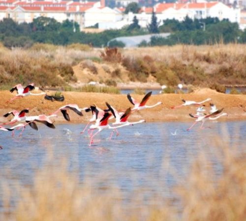 flamingos salinas ria formosa